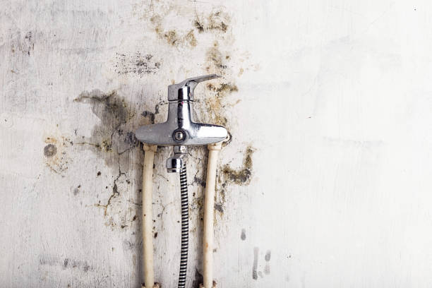 Best Black Mold Removal  in East Missoula, MT