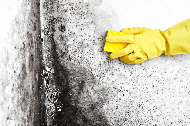 Best Professional Mold Removal  in East Missoula, MT