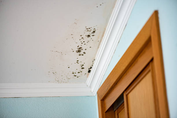 Certified Mold Removal in East Missoula, MT