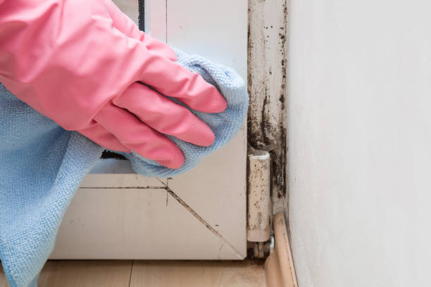 Mold Removal Process in East Missoula, MT