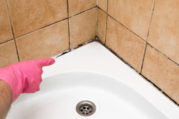 Best Mold Damage Repair  in East Missoula, MT